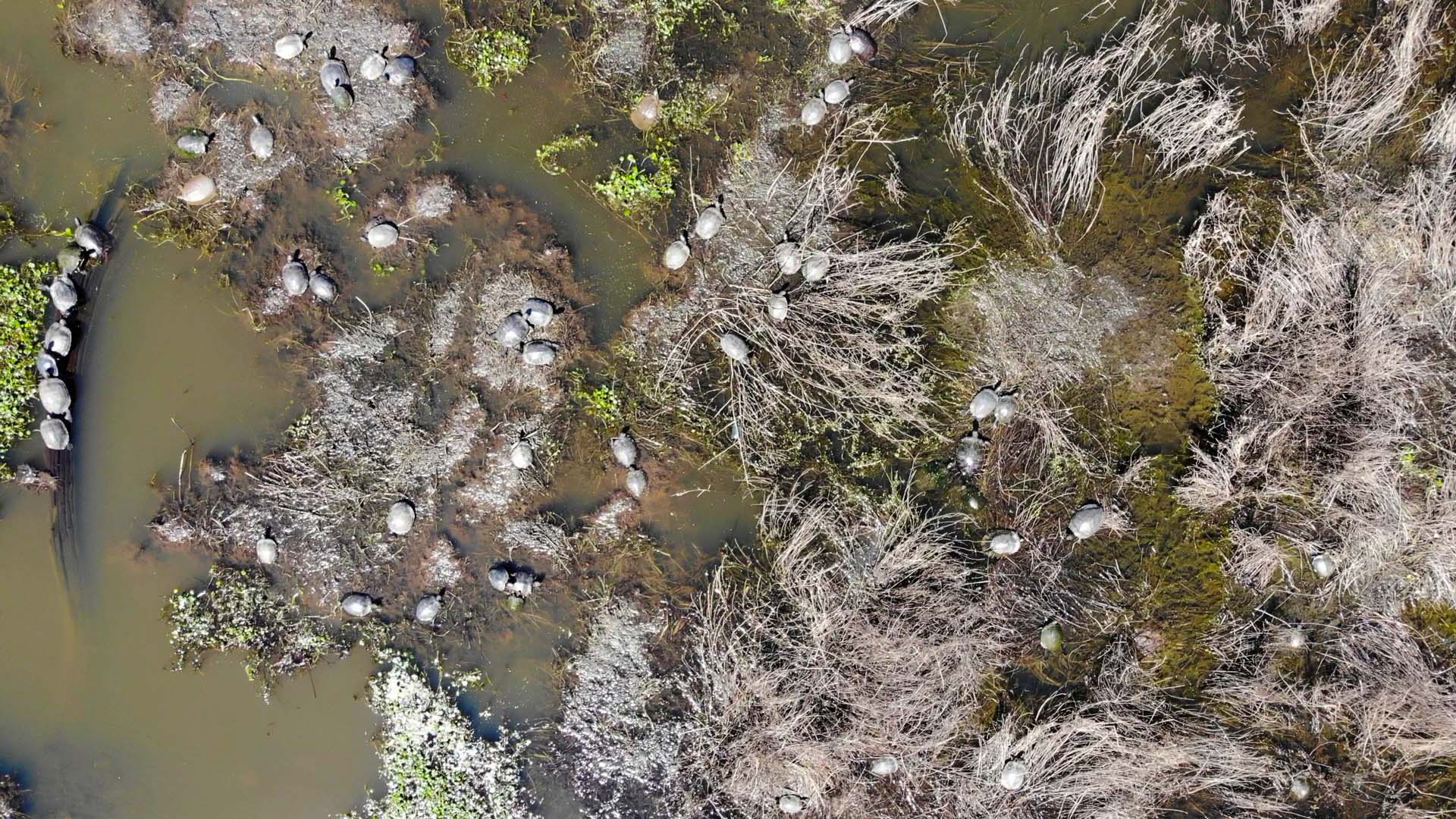 Aerial view of pond of chicken turtles 