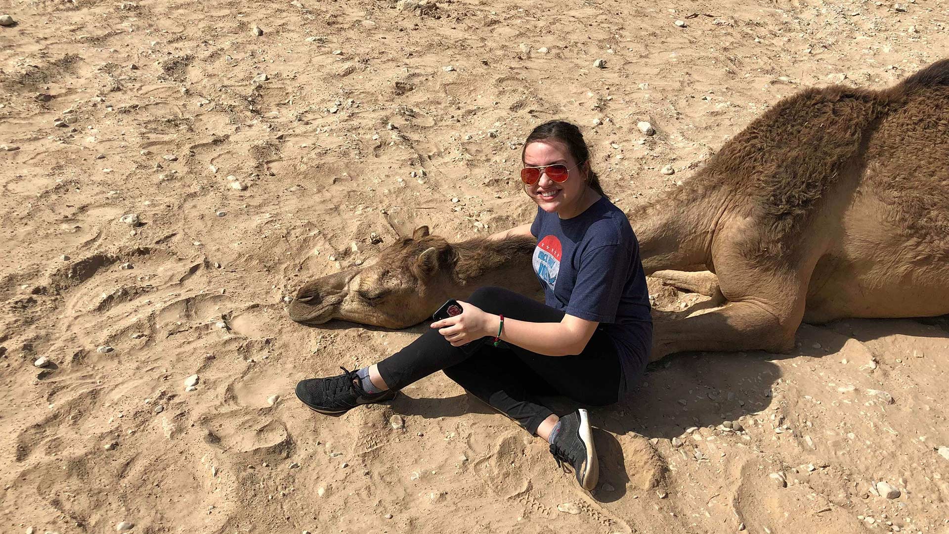 Camel in Oman